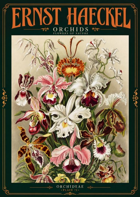 Ernst Haeckel Orchids No4 - Póster