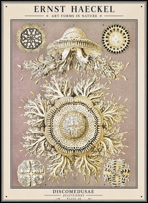 Ernst Haeckel Discomedusae No1 - Póster