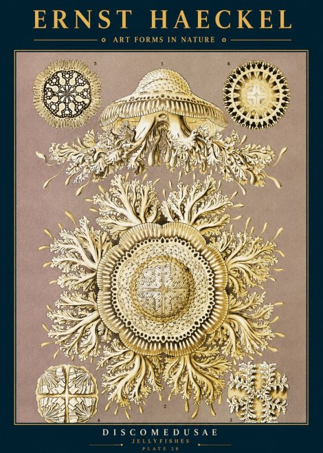Ernst Haeckel Discomedusae No2 - Póster