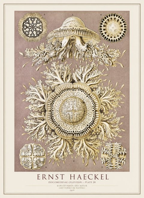 Ernst Haeckel Discomedusae No4 - Póster
