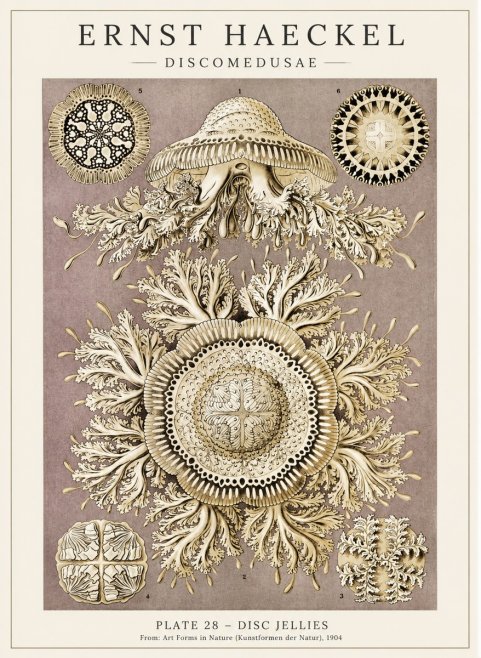 Ernst Haeckel Discomedusae No5 - Póster