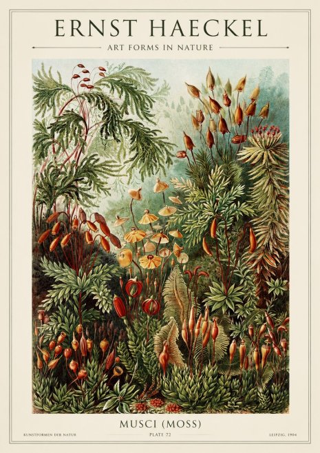 Ernst Haeckel Musci (Moss) No1 - Póster