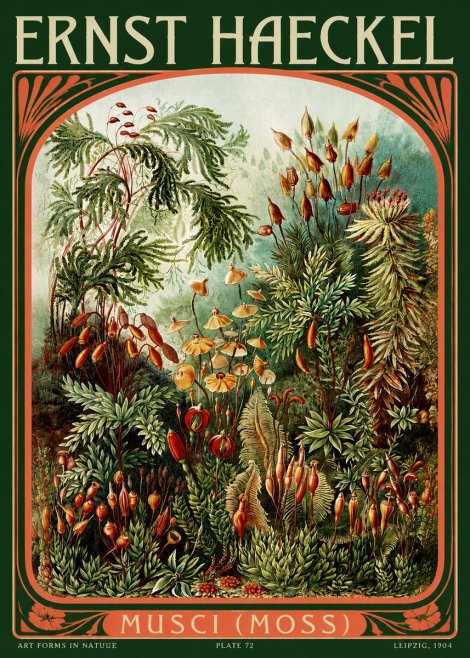Ernst Haeckel Musci (Moss) No2 - Póster