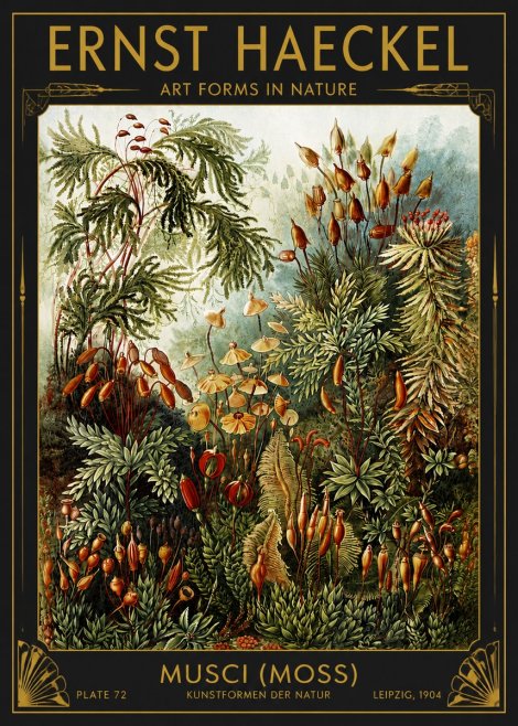 Ernst Haeckel Musci (Moss) No4 - Póster