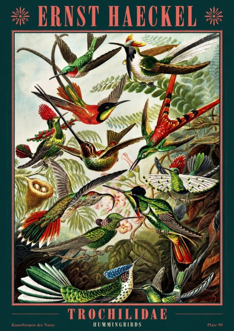 Ernst Haeckel Trochilidae - Hummingbirds No2 - Póster
