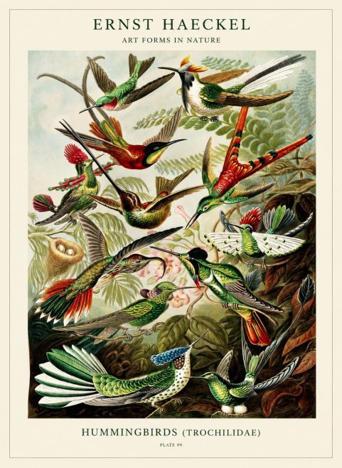 Ernst Haeckel Trochilidae - Hummingbirds No3 - Póster