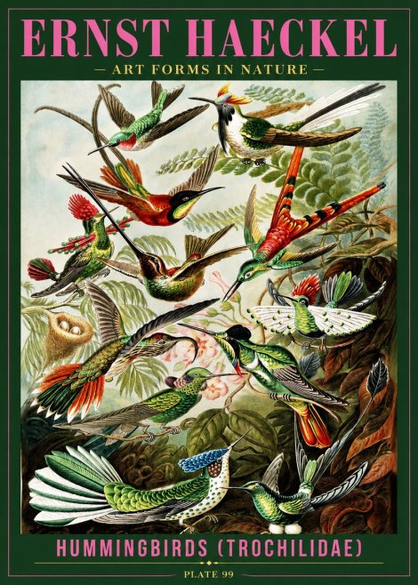 Ernst Haeckel Trochilidae - Hummingbirds No4 - Póster