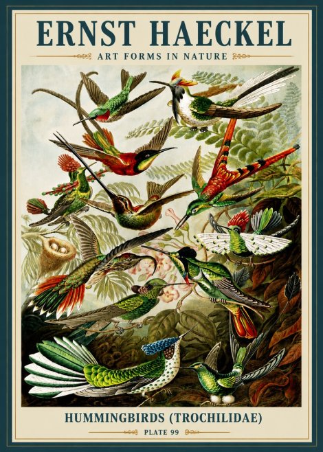 Ernst Haeckel Trochilidae - Hummingbirds No6 - Póster