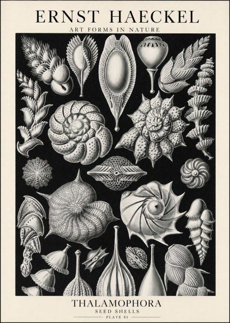 Ernst Haeckel Thalamophora No1 - Póster