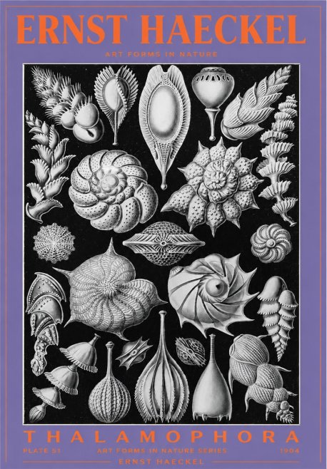 Ernst Haeckel Thalamophora No3 - Póster
