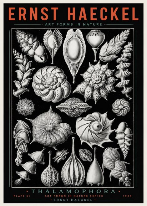 Ernst Haeckel Thalamophora No4 - Póster