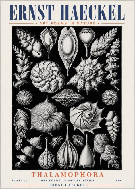Ernst Haeckel Thalamophora No6 - Póster