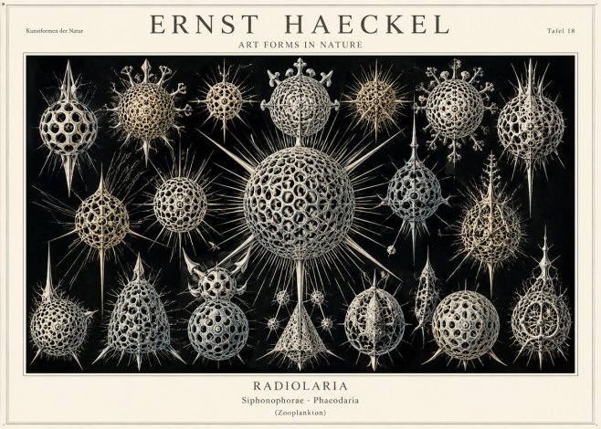 Ernst Haeckel Radiolaria No1 - Póster