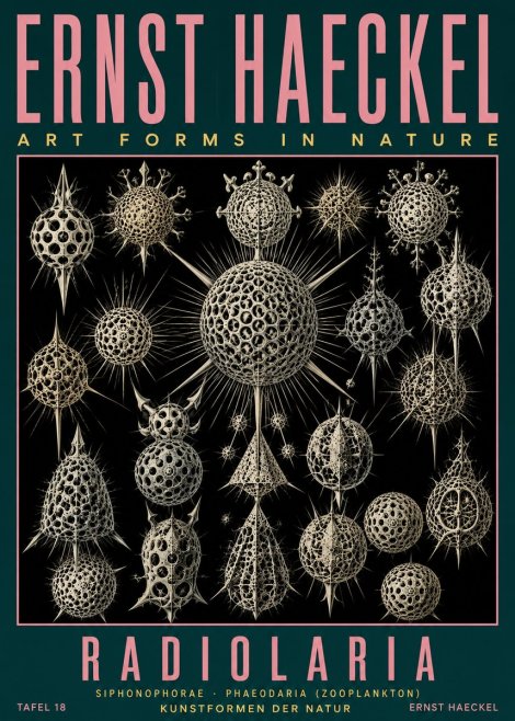 Ernst Haeckel Radiolaria No5 - Póster
