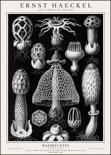 Ernst Haeckel Basimycetes Agaricales No1 - Póster