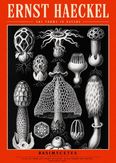 Ernst Haeckel Basimycetes Agaricales No2 - Póster