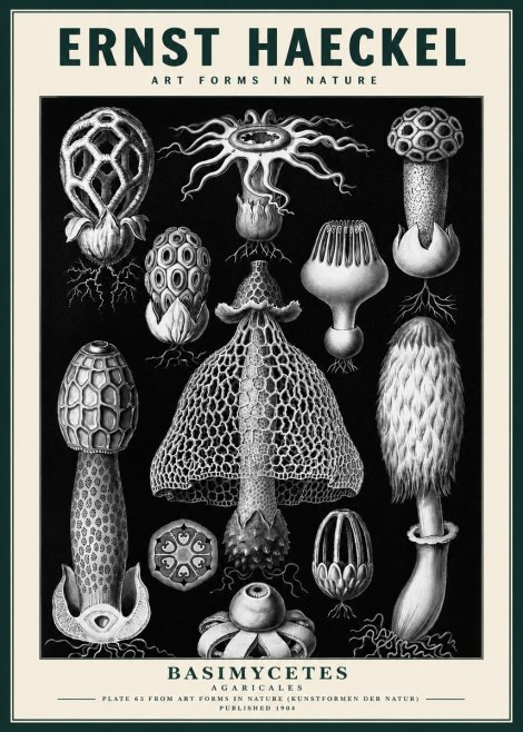 Ernst Haeckel Basimycetes Agaricales No3 - Póster