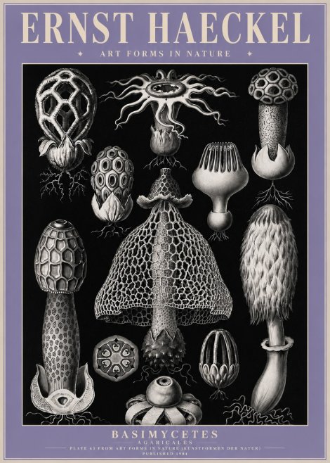 Ernst Haeckel Basimycetes Agaricales No4 - Póster