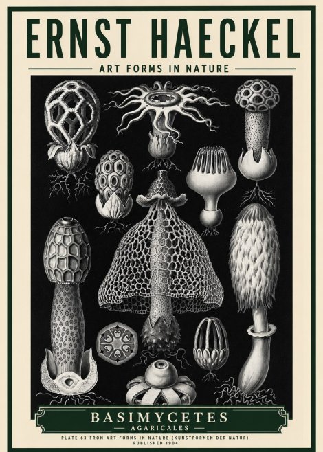 Ernst Haeckel Basimycetes Agaricales No5 - Póster