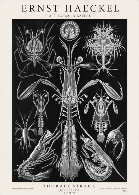 Ernst Haeckel Thoraocostraca - Crustaceans - Plate 76 No1 - Póster
