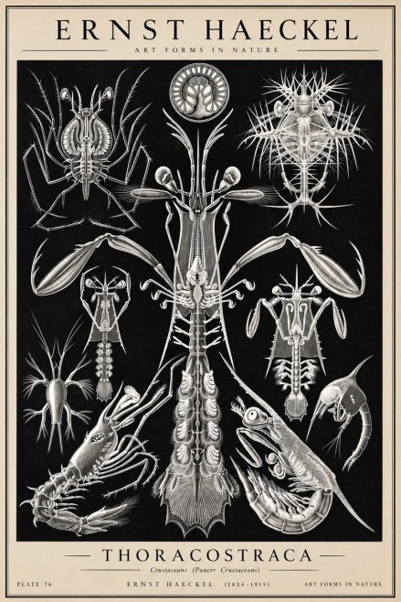 Ernst Haeckel Thoraocostraca - Crustaceans - Plate 76 No2 - Póster