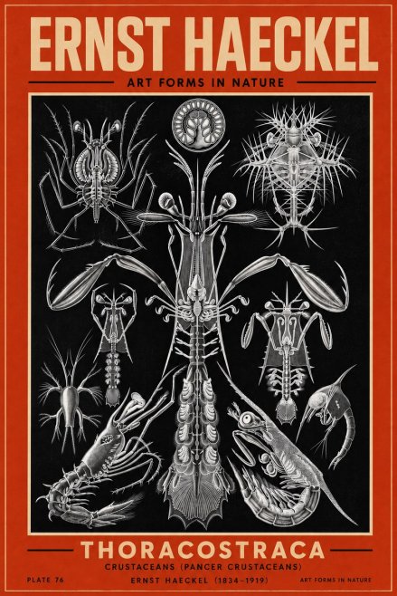 Ernst Haeckel Thoraocostraca - Crustaceans - Plate 76 No3 - Póster