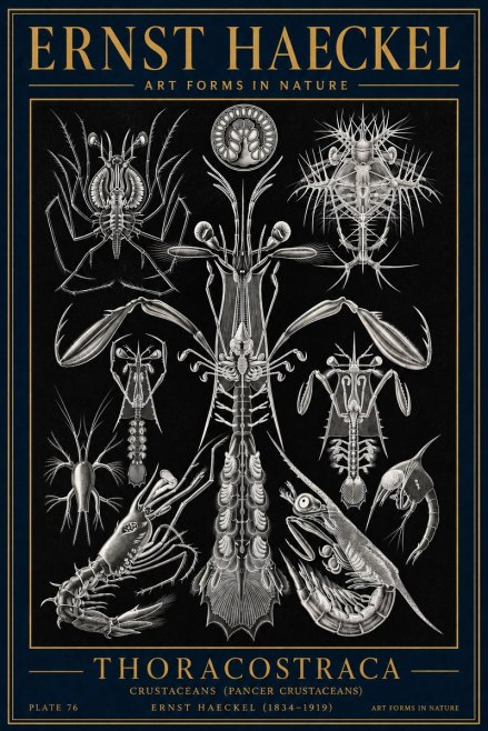 Ernst Haeckel Thoraocostraca - Crustaceans - Plate 76 No4 - Póster