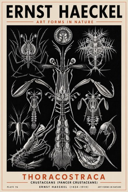Ernst Haeckel Thoraocostraca - Crustaceans - Plate 76 No5 - Póster