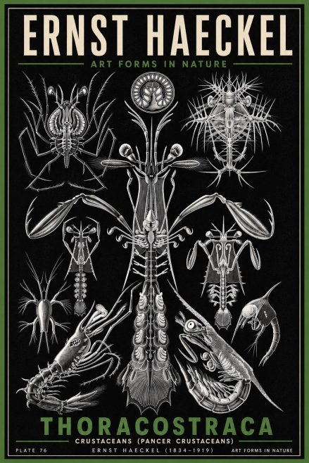 Ernst Haeckel Thoraocostraca - Crustaceans - Plate 76 No6 - Póster