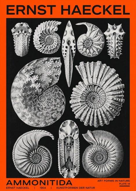 Ernst Haeckel Ammonitida - Ammonites No2 - Póster