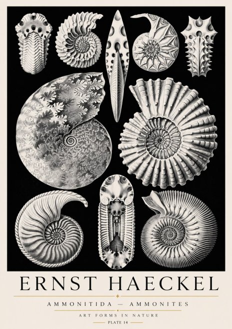 Ernst Haeckel Ammonitida - Ammonites No3 - Póster