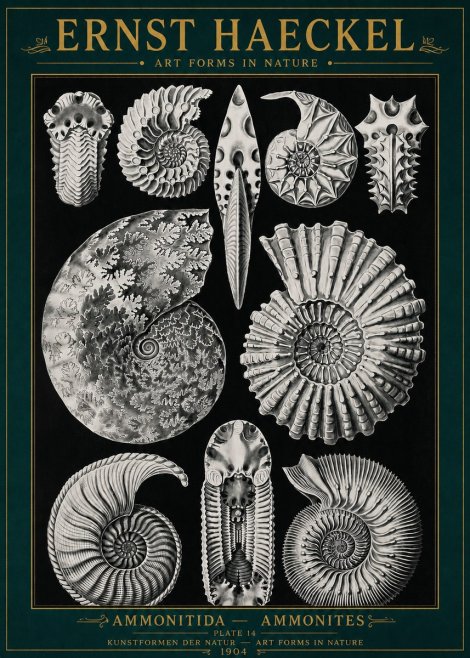 Ernst Haeckel Ammonitida - Ammonites No4 - Póster
