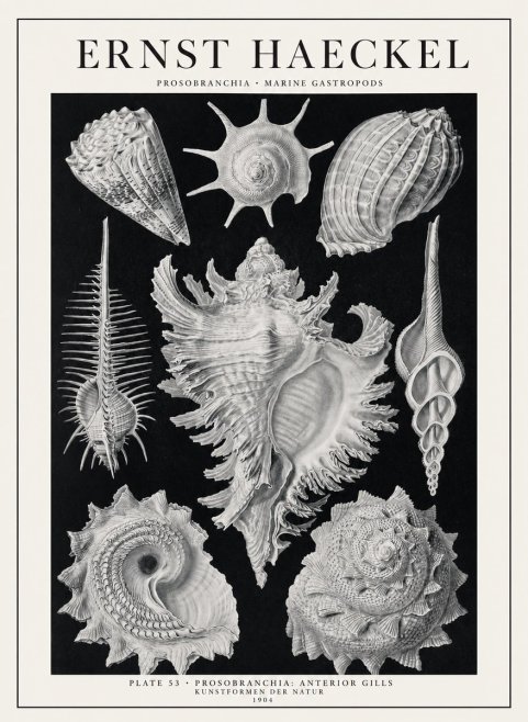 Ernst Haeckel Prosobranchia - Marine Gastropods No1 - Póster