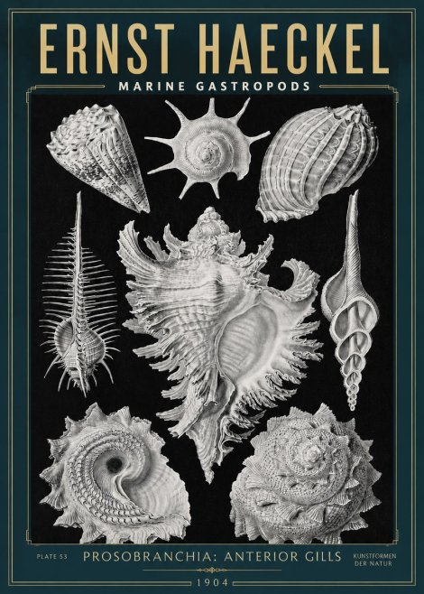 Ernst Haeckel Prosobranchia - Marine Gastropods No3 - Póster