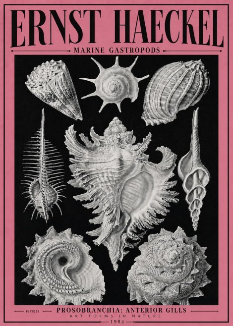 Ernst Haeckel Prosobranchia - Marine Gastropods No4 - Póster