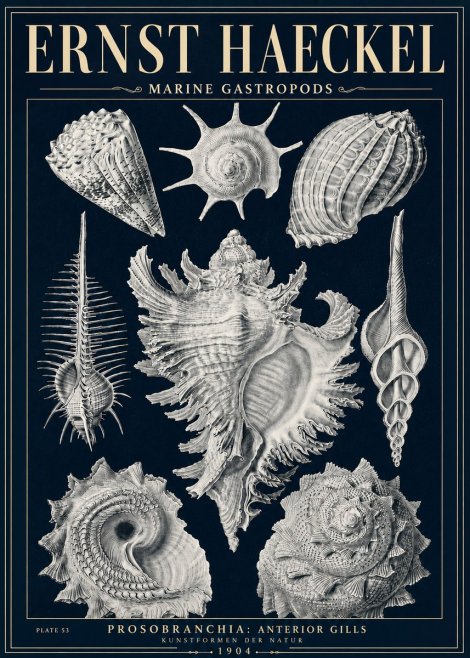 Ernst Haeckel Prosobranchia - Marine Gastropods No5 - Póster
