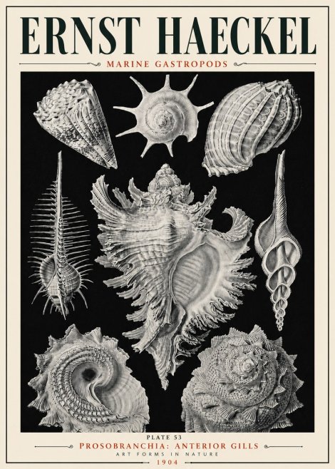 Ernst Haeckel Prosobranchia - Marine Gastropods No6 - Póster