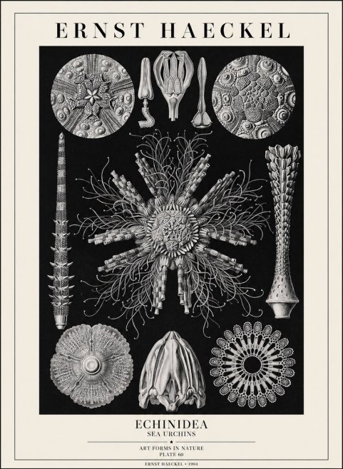 Ernst Haeckel Echinidea Sea Urchins No1 - Póster