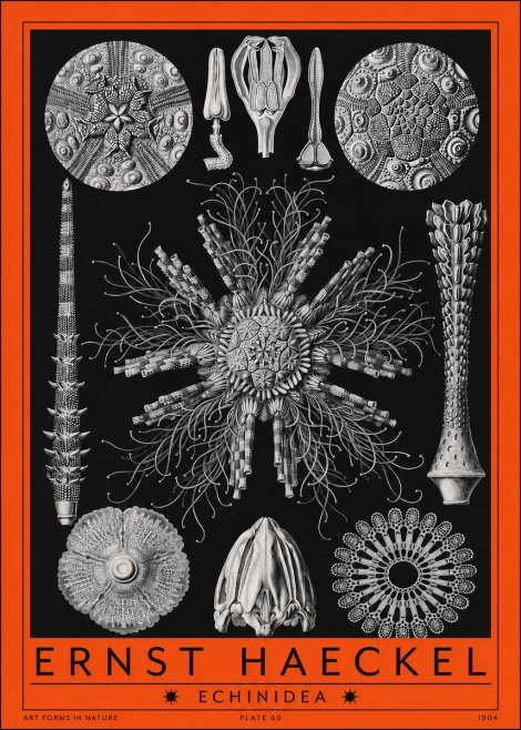Ernst Haeckel Echinidea Sea Urchins No2 - Póster