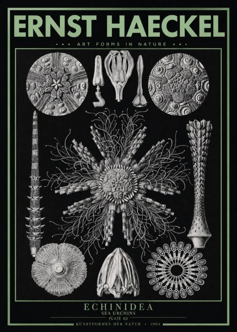 Ernst Haeckel Echinidea Sea Urchins No3 - Póster