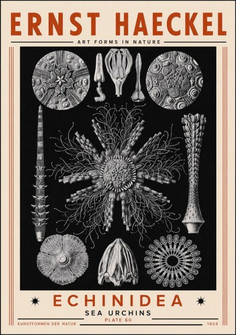 Ernst Haeckel Echinidea Sea Urchins No5 - Póster