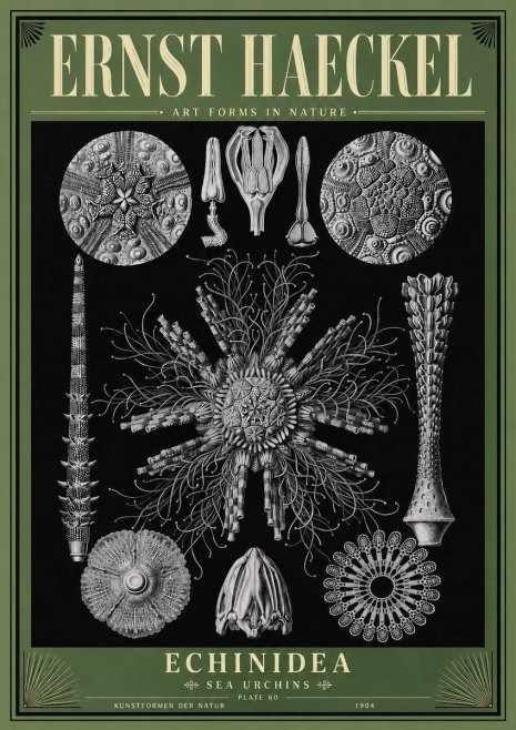 Ernst Haeckel Echinidea Sea Urchins No6 - Póster