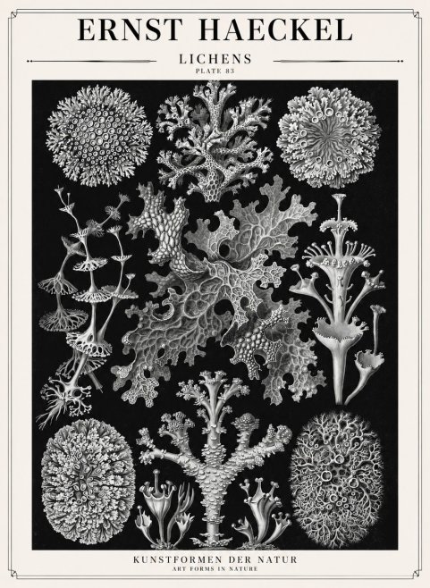 Ernst Haeckel Lichens - Plate 83 No1 - Póster
