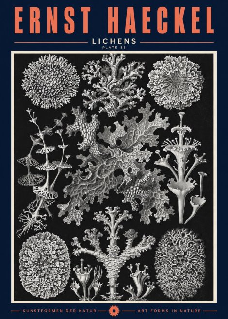 Ernst Haeckel Lichens - Plate 83 No2 - Póster