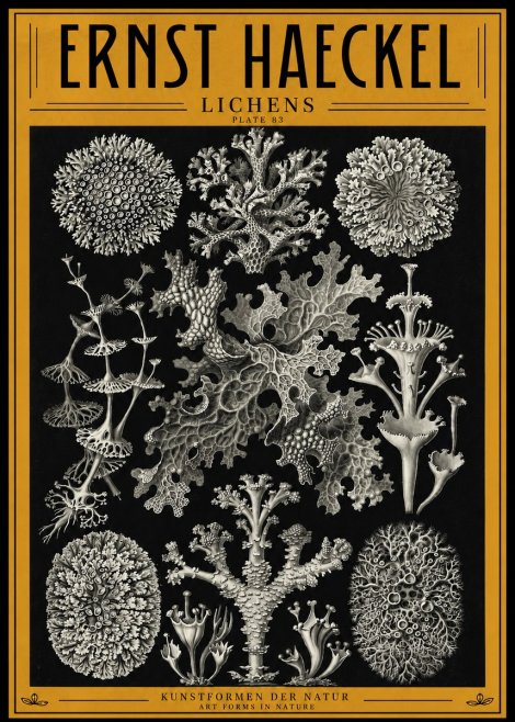 Ernst Haeckel Lichens - Plate 83 No4 - Póster