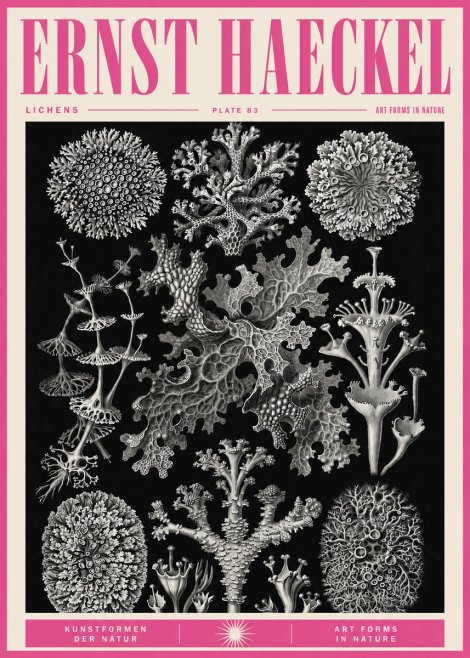 Ernst Haeckel Lichens - Plate 83 No5 - Póster