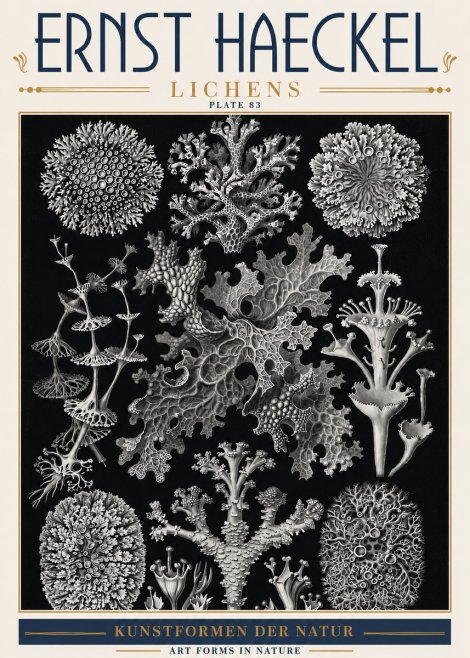 Ernst Haeckel Lichens - Plate 83 No6 - Póster