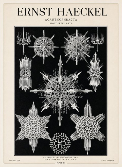 Ernst Haeckel Acanthophracta - Wonderful Rays No1 - Póster