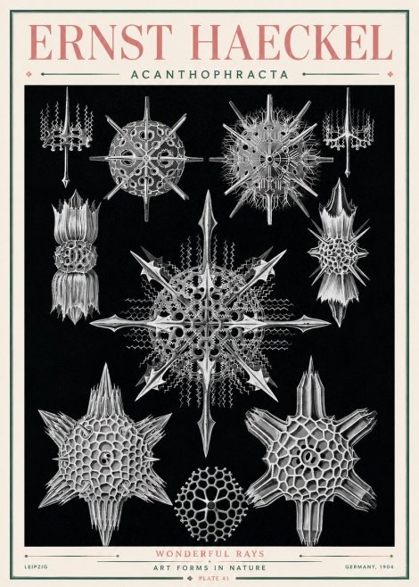 Ernst Haeckel Acanthophracta - Wonderful Rays No3 - Póster
