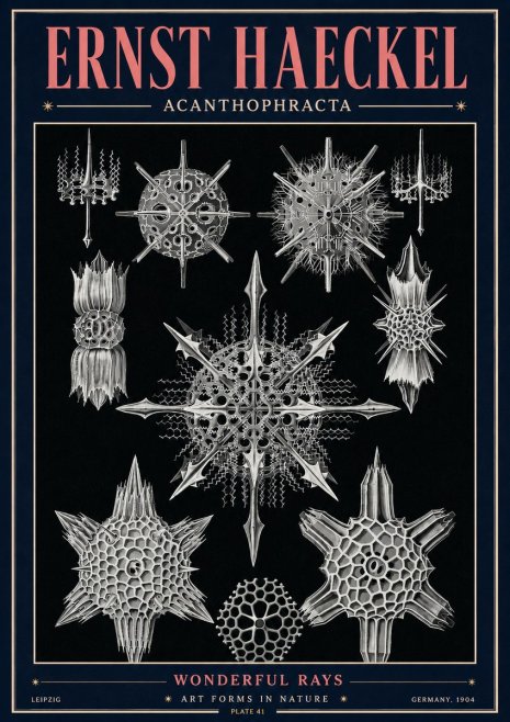 Ernst Haeckel Acanthophracta - Wonderful Rays No4 - Póster
